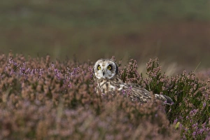 Short-eared Owl (Asio flammeus) adult, standing amongst flowering heather on moorland, Wales, october (captive)