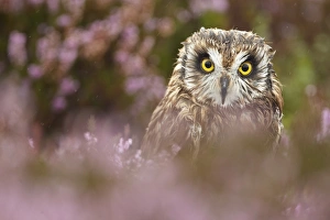 Short-eared Owl (Asio flammeus) adult, amongst heather on moorland during rain shower, Powys, Wales