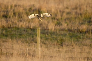 Short-eared Owl (Asio flammeus) adult, in flight, taking off from fencepost in grassland hunting habitat, Whitesands