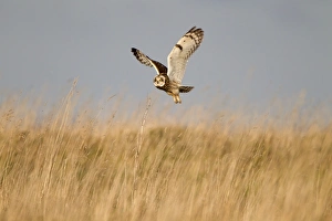Short-eared Owl (Asio flammeus) adult, in flight, hunting over grassland, Whitesands, near Dunbar, East Lothian