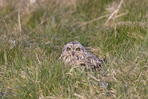 Short-eared Owl (Asio flammeus) adult, sitting on grass, Suffolk, England, April