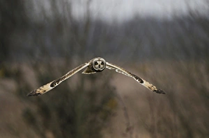 Short-eared Owl (Asio flammeus) adult, in flight, hovering over rough grassland, Norfolk, England, December