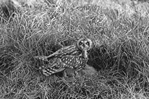 Owls Prints: Short eared Owl, Hickling, Norfolk, 1942
