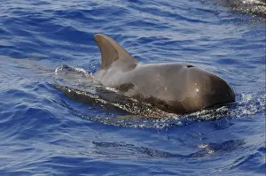 Short-finned Pilot Whale (Globicephala macrorhynchus) adult male, surfacing from water, Maldives, march