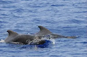 Short-finned Pilot Whale (Globicephala macrorhynchus) two adults, surfacing from water, Maldives, march