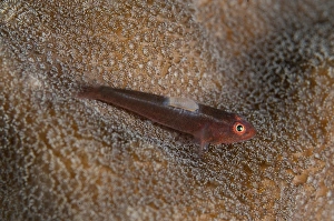 Short-nose goby (Pleurosicya spongicola) adult, with parasitic copepod, resting on coral, Lembeh Straits, Sulawesi