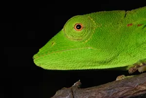 Short-nosed Chameleon (Calumma gastrotaenia) adult female, close-up of head, on branch in rainforest, Ambavaniasy, Eastern Madagascar, august