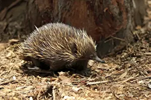 Short-nosed Echidna (Tachyglossus aculeatus) adult, foraging amongst leaf litter, South Australia, Australia, October