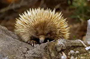 Australia Prints: Short-nosed Echidna (Tachyglossus aculeatus) adult