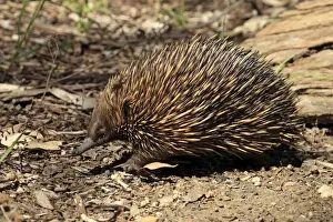 Short-nosed Echidna (Tachyglossus aculeatus) adult, foraging, South Australia, Australia