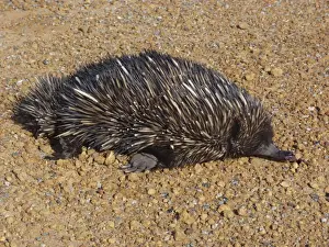 Short-nosed Echidna (Tachyglossus aculeatus) dead adult, roadkill casualty on road, Western Australia, Australia
