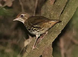 Short-tailed Antthrush (Chamaeza campanisona) adult, perched on branch, Iguazu N. P. Misiones, Argentina, november