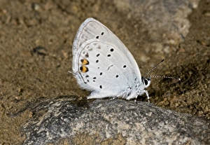 Middle East Prints: Short-tailed Blue (Everes argiades) adult, drinking at muddy pool, Anatolia, Turkey, July