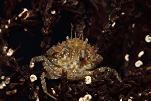 Decapoda Prints: Short-tailed Crab (Pirimela denticulata) adult