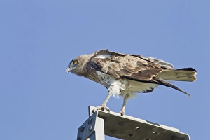 Pole Prints: Short-toed Eagle (Circaetus gallicus) adult