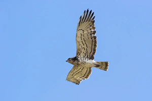 Migrating Prints: Short-toed Eagle (Circaetus gallicus) adult