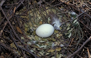 Snake Eagles Prints: Short-toed Eagle (Circaetus gallicus) egg in nest