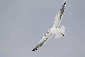 Gulls Prints: Short-toed Eagle (Circaetus gallicus) juvenile