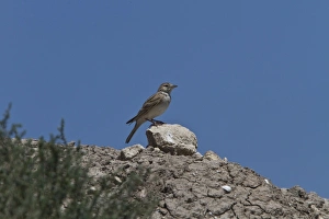Donana Prints: Short-toed Lark (Calandrella brachydactyla) adult, Coto Donana, Andalusia, Spain