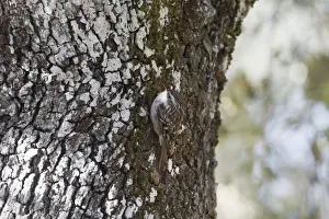 Extramadura Prints: Short-toed Treecreeper (Certhia brachydactyla) adult