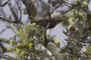 Short Prints: Short toed Treecreeper - Monfrague, Extremadura Spain
