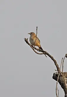 Warblers Prints: Short-winged Cisticola (Cisticola brachypterus brachypterus) adult