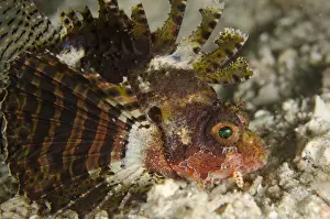 Shortfin Lionfish (Dendrochirus brachypterus) adult, close-up of head, at night, Rinca Island, Komodo N. P