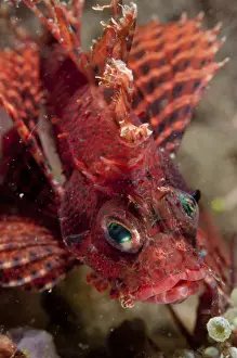 Indopacific Prints: Shortfin Lionfish (Dendrochirus brachypterus) adult