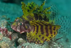 Lionfish Prints: Shortfin Lionfish (Dendrochirus brachypterus) adult, Lembeh Island, Sulawesi, Indonesia
