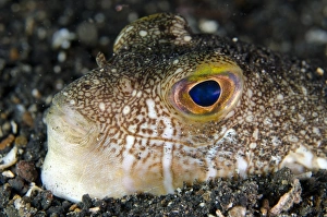 Shortfin Puffer (Torquigener brevipinnis) adult, close-up of head, buried in black sand, Lembeh Straits, Sulawesi