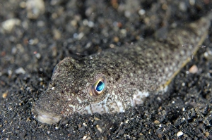 Shortfin Puffer (Torquigener brevipinnis) adult, buried in black sand, Lembeh Straits, Sulawesi, Sunda Islands
