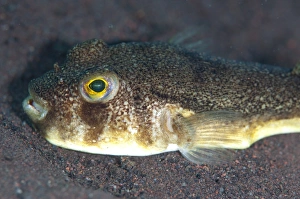 Seraya Prints: Shortfin Puffer (Torquigener brevipinnis) adult
