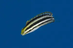Indopacific Prints: Shorthead Sabretooth Blenny (Petroscirtes breviceps) adult