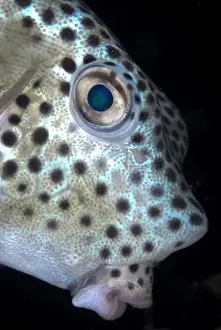 Shortnose Boxfish (Rhynchostracion nasus) juvenile, close-up of head, Lembeh Straits, Sulawesi, Sunda Islands