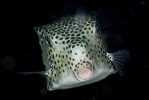 Shortnose Boxfish (Rhynchostracion nasus) juvenile, swimming, Lembeh Straits, Sulawesi, Sunda Islands, Indonesia, July
