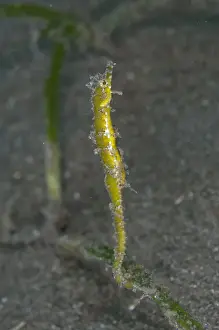 Indopacific Prints: Shortpouch Pygmy Pipehorse (Acentronura tentaculata) adult