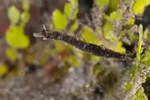 Shortpouch Pygmy Pipehorse (Acentronura tentaculata) adult, swimming, Lembeh Straits, Sulawesi, Sunda Islands