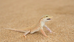 Sandy Prints: Shovel-snouted Lizard (Meroles anchietae) adult