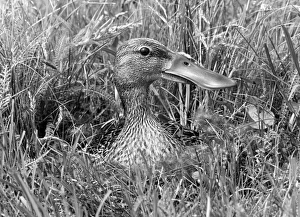 Eric Prints: Shoveler Duck female at nest taken in 1942