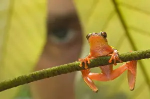 Tree Frog Prints: Shreve's Sarayacu Treefrog (Dendropsophus sarayacuensis) adult male