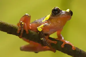 Shreve's Sarayacu Treefrog (Dendropsophus sarayacuensis) adult male, clinging to twig, Los Amigos Biological Station, Madre de Dios, Amazonia, Peru