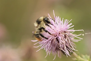 Nectar Prints: Shrill Carder Bee (Bombus sylvarum) adult