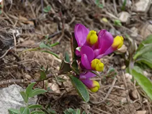 Dolomite Prints: Shrubby Milkwort (Polygala chamaebuxus) purple form