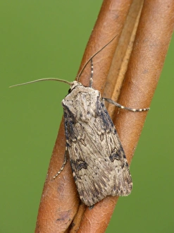 Dart Prints: Shuttle-shaped Dart (Agrotis puta puta) adult