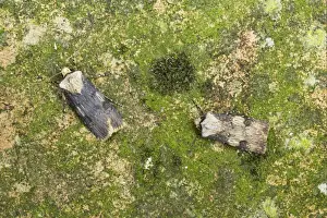 Sexual Prints: Shuttle-shaped Dart (Agrotis puta puta) adult male and female