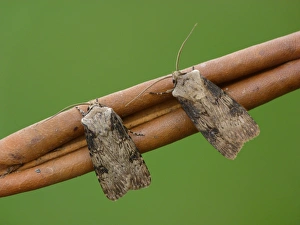 Dart Prints: Shuttle-shaped Dart (Agrotis puta puta) two adults