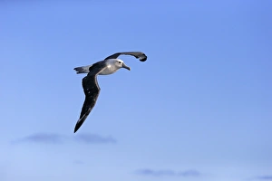 Seabird Prints: Shy Albatross (Thalassarche cauta) adult