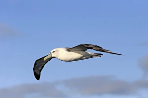 Shy Albatross (Thalassarche cauta) adult, in flight, Cape of Good Hope, Western Cape, South Africa, June
