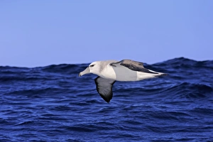 Seabird Prints: Shy Albatross (Thalassarche cauta) adult