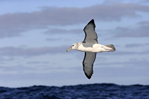 Shy Albatross (Thalassarche cauta) adult, in flight low over sea, Cape of Good Hope, Western Cape, South Africa, June